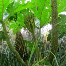 Flower of the Pangue plant